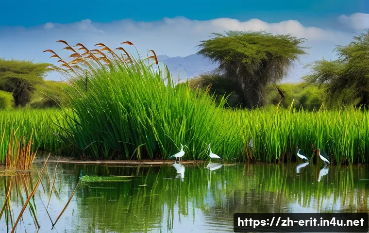 에리트레아의 조류 관찰 - A vibrant wetland scene in Dankuli, Eritrea during late rainy season, featuring a wide expanse of sh...